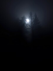  A dark and fog covered forest with moonlight breaking through the trees and illuminating the mist