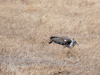 Northern black korhaan searching for food amid dry savannah grasses in tanzania, displaying characteristic wildlife survival behavior