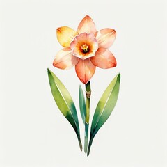Watercolor Painting of a Peach and Yellow Daffodil