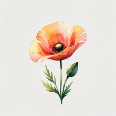 Naklejka premium Watercolor Painting of a Red Orange Poppy Flower