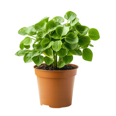 Obraz premium Lush Green Pilea Peperomioides Plant in Brown Pot Indoor Houseplant Home Decor