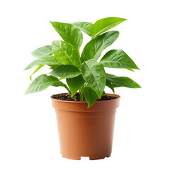 Fototapeta premium Vibrant Green Anthurium Plant in Brown Pot Lush Foliage Houseplant Indoor Gardening