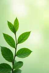 Vibrant Green Sprig of Leaves Against a Soft, Light Green Background, Symbolizing Freshness, Growth, and the Beauty of Nature