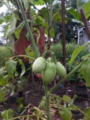 vegetables in the garden green grass morning in vilage