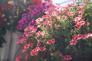 Blooms in Rome #3