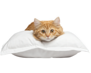 Curious cat peeking out from behind soft pillow, showcasing its playful nature and bright eyes. This adorable feline adds charm to any setting