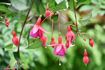 フクシア「ブレンダ・リー・ピーターソン」fuchsia