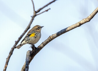 A Yellow-rumped Warbler perched on a branch.