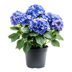 A Vibrant Potted Hydrangea Plant with Large Blue Florets Isolated on Transparent Background