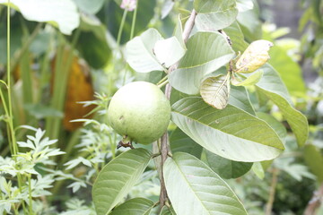 crystal guava fruit still on the tree