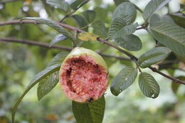 Guava fruit is damaged by pests