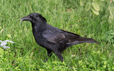 Corvus corone