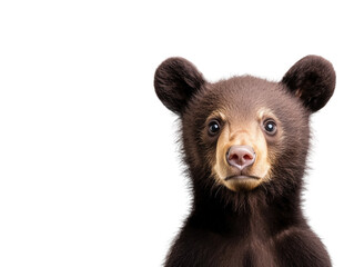 Obraz premium A Young Bear's Journey: Exploring the Wonders of Nature While Learning Survival Skills and Embracing the Freedom of the Wilderness Through New Adventures and Valuable Lessons.