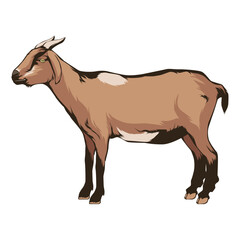Goat Vector Illustration.ai