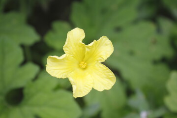 the flowers of bitter melon are bright yellow