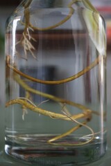 Close-up of plant roots submerged in water inside a glass jar. A perfect example of hydroponic plant care, bringing nature indoors with an organic and rustic aesthetic.