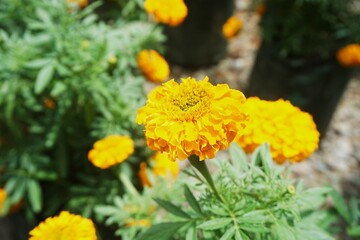 A vibrant yellow marigold flower in full bloom, standing out against a rocky background. Perfect for nature lovers, floral designs, and gardening inspiration.