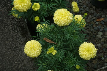 A stunning yellow marigold flower in full bloom, standing out against a rocky background. Perfect for nature lovers, floral designs, and gardening inspiration.