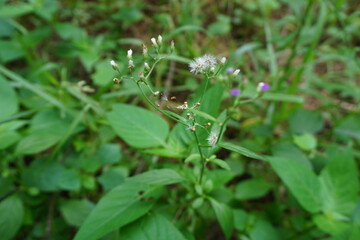 Lush green vegetation with little flower spreads across the ground, with broad leaves reaching out in various directions. The plants appear healthy, nourished by the earth beneath them.