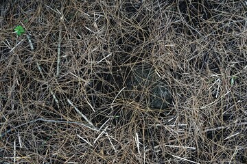 A close-up of a forest floor covered in dry pine needles, twigs, and dark soil. The tangled, golden-brown strands create a textured, organic pattern.