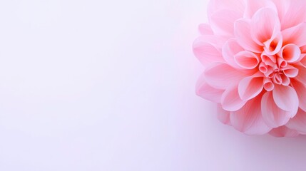 Fototapeta premium Delicate Blossom of Pale Pink Flower Centered Right on Light Backdrop Embodying Softness and Serenity