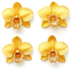 Four Beautiful Yellow Orchid Flowers on White Background for Nature and Floral Illustrations in Modern Design Projects