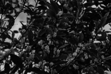 black and white citrus flowers on tree