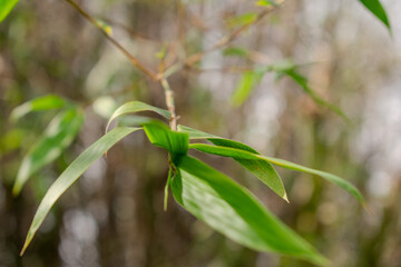 isolated bamboo stalk