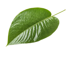 close up view of a fresh green leaf isolated on a transparent or white background