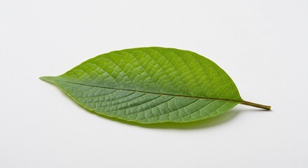 Fototapeta premium A leaf is shown on a white background