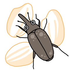 お米につく害虫コクゾウムシ