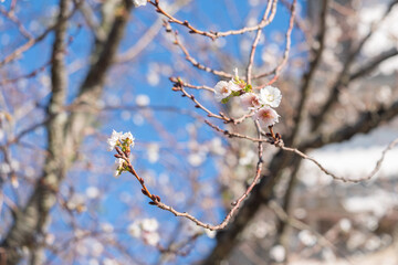 Blooming cherry blossoms against a blue sky at Himeji, Japan