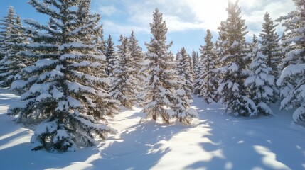 Snowy Forest Sunlight Winter Scene