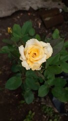 yellow rose on green background