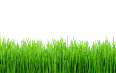 green grass isolated on white