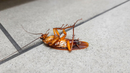 Close up of A dead brown cockroach lying on its back on a tiled kitchen floor, highlighting pest...