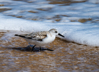 Sanderling feeding at the foam line