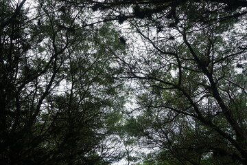 A point of view when Looking up through a canopy of delicate branches swaying gently against the soft light.