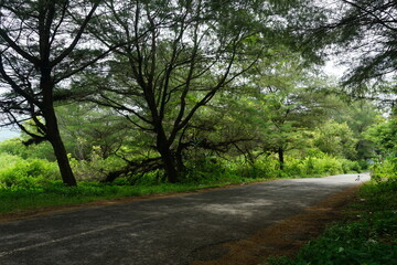 An ashpalt road in a forest with twisted tree trunks and tangled branches, a perfect setting for a fairytale.