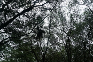 A mesmerizing view of tree branches stretching across the sky, creating an intricate natural pattern.