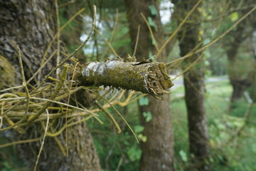 A close-up view of a tree branch wrapped in twisting vines, covered in moss, showcasing nature’s raw textures.