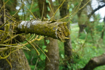 A weathered tree branch covered in moss and surrounded by tangled twigs, revealing forest life up close.