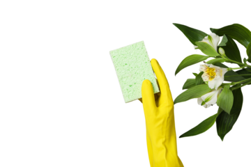 Spring cleaning, sponge in hand with cleaning glove and flower, isolated on white background, PNG