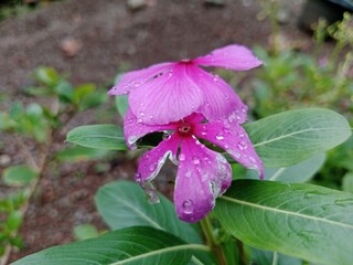 Beautiful Flowers Blooming in a Colorful Garden