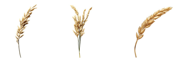 Fototapeta premium Set of grain of rice with intricate detail isolated on a white or transparent background.