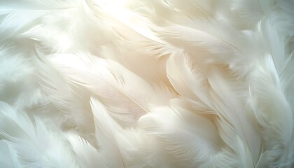 Fototapeta premium Soft white feathers, sunlight, texture background