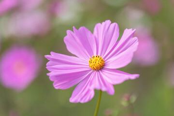 Obraz premium cosmos