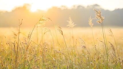 Fototapeta premium Picturesque and serene countryside meadow with swaying wild grasses small flowers and lush foliage bathed in the warm glow of sunrise or sunset light Peaceful and tranquil natural landscape scene
