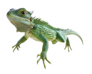 Fototapeta premium vibrant green lizard with textured skin and playful posture, showcasing its unique features and lively expression. This reptile captures attention with its striking appearance and dynamic stance