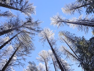 Obraz premium Looking up at frost covered trees.